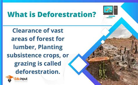 what is defloration brainly|Deforestation .